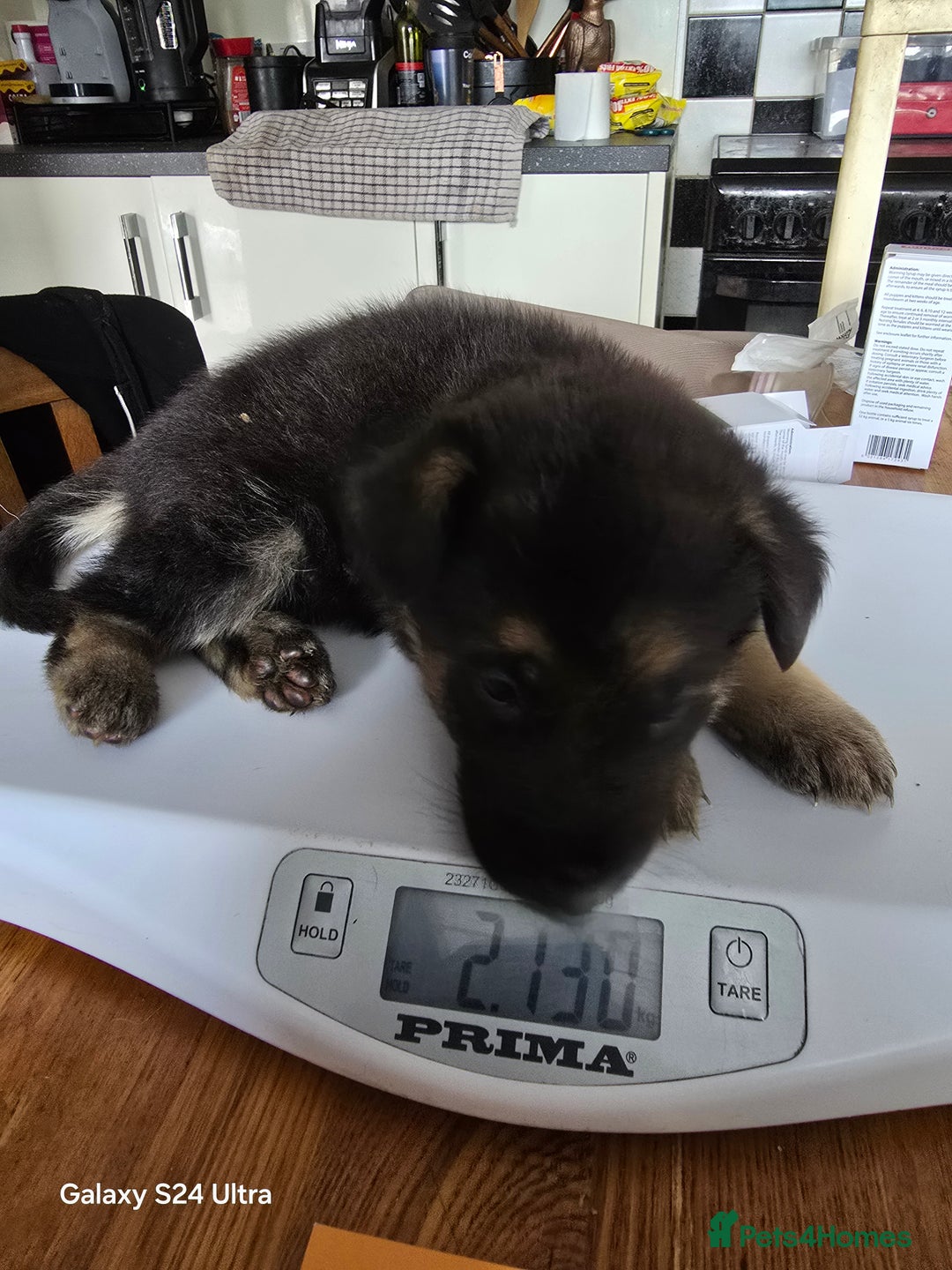 German Shepherd dogs for sale: German Shepard KC Reg Puppies in Scunthorpe - Image 32