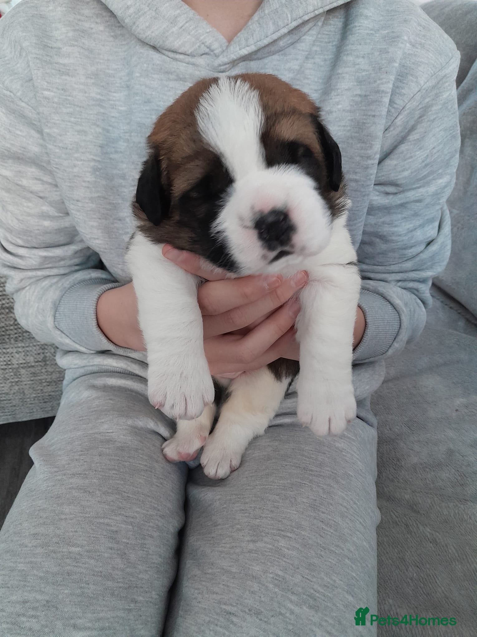 Saint Bernard dogs 2 beautiful boys for sale - Advert 15