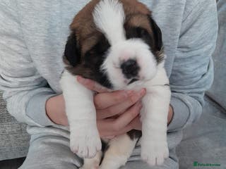 Saint Bernard dogs 2 beautiful boys for sale - Advert 15
