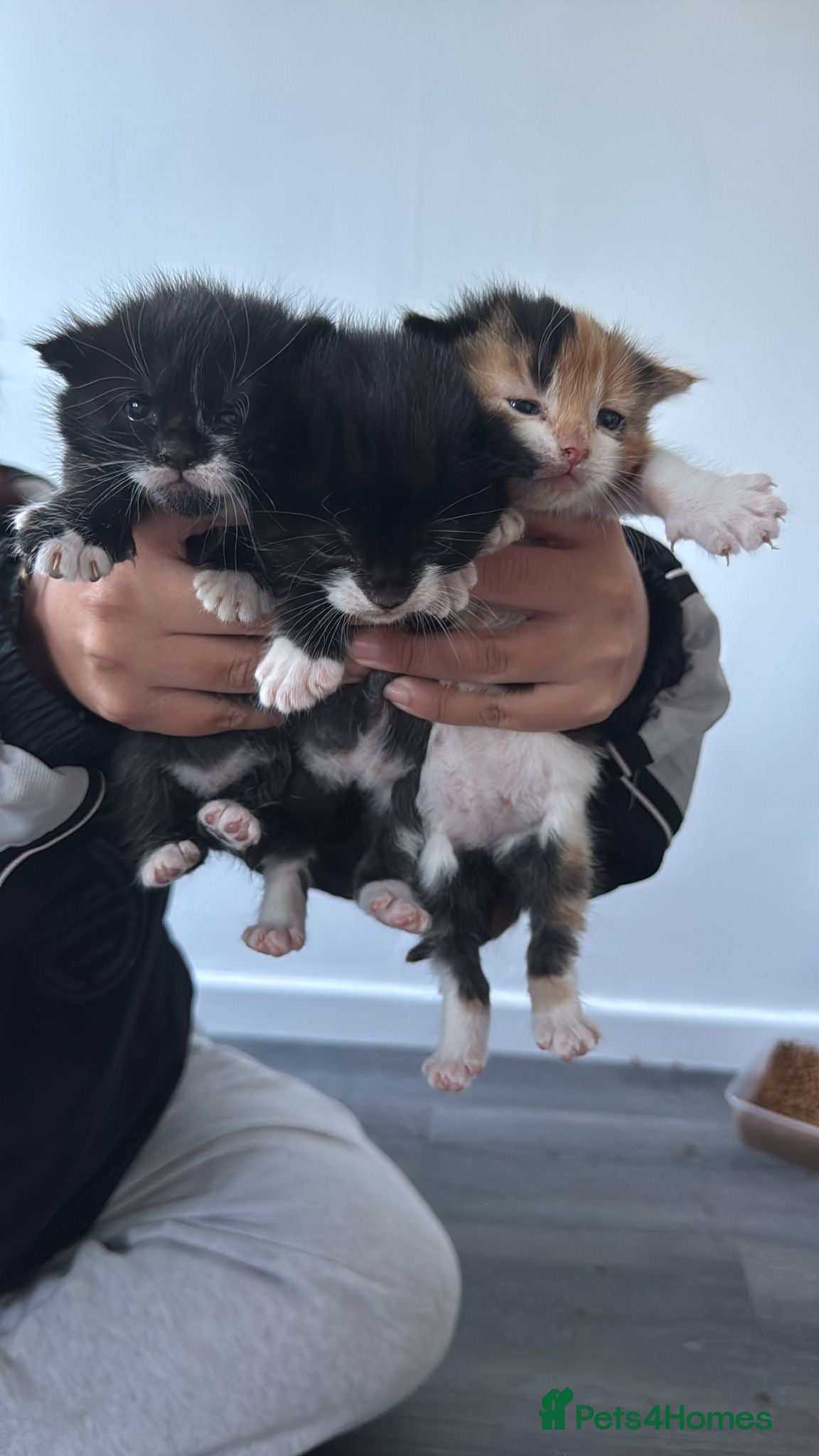 Mixed Breed cats 3 little kittens  - Advert 1