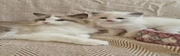 Ragdoll cats for sale: ✨️Stunning Pedigree Ragdoll Kitten ✨️ - Advert 3