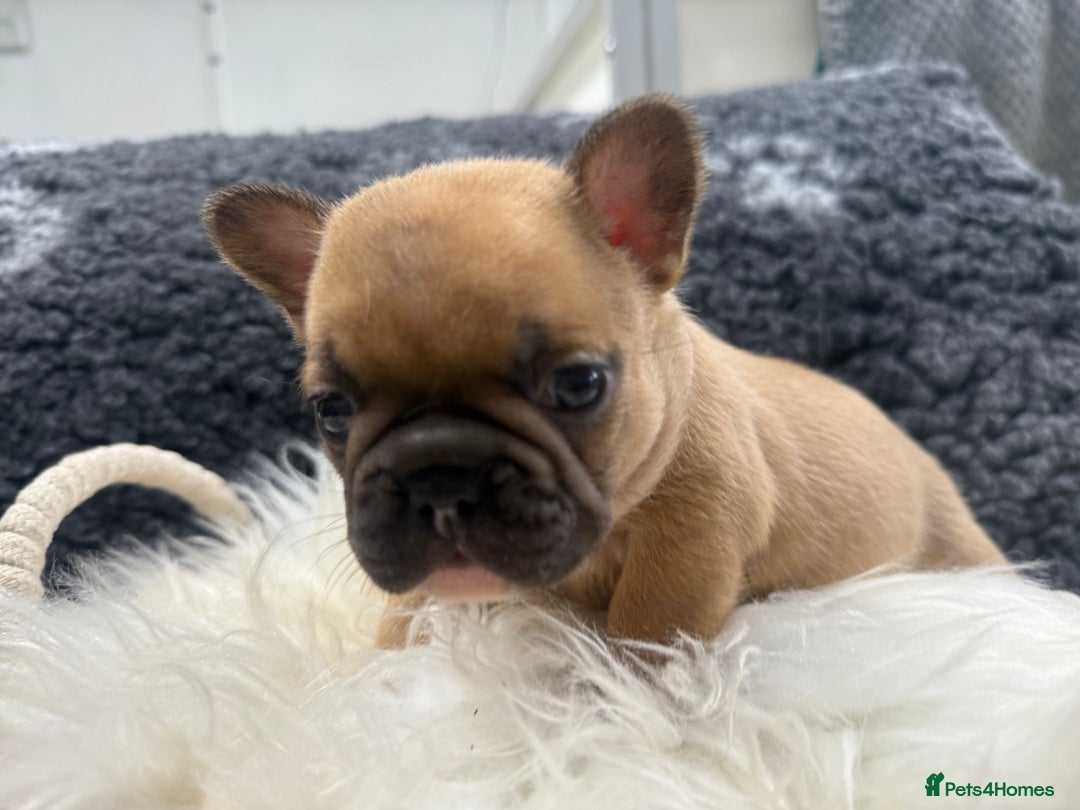 French Bulldog dogs for sale: 🐾 Beautiful French Bulldog Puppies 🐶 - Image 36