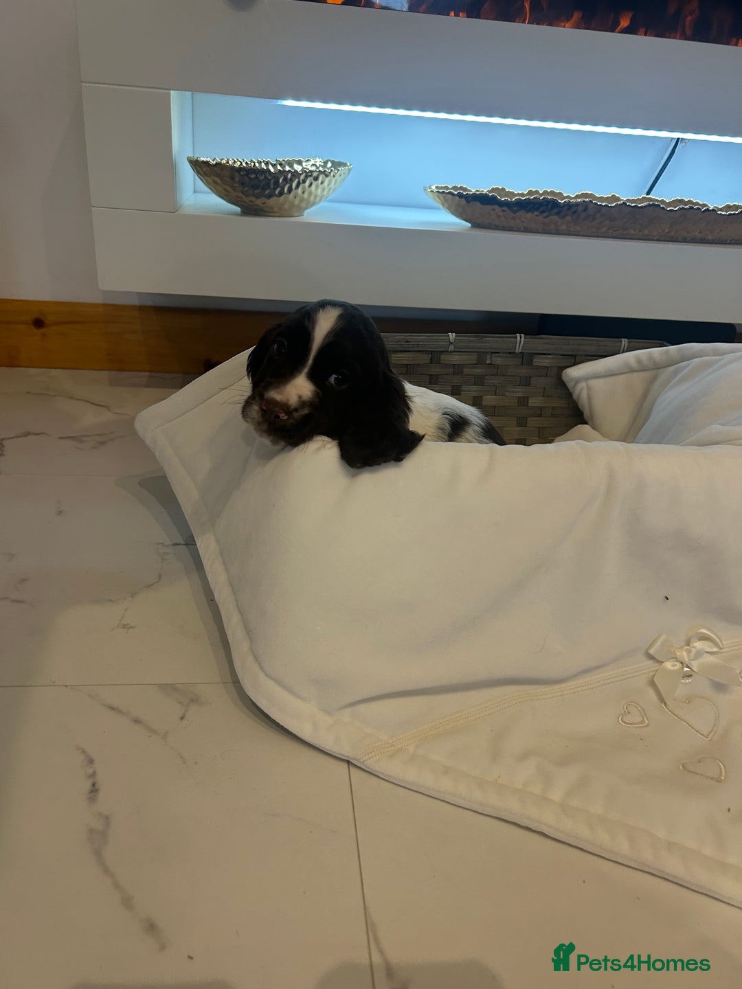 Cocker Spaniel dogs for sale: Rainbow litter cocker spaniel puppies  - Advert 6