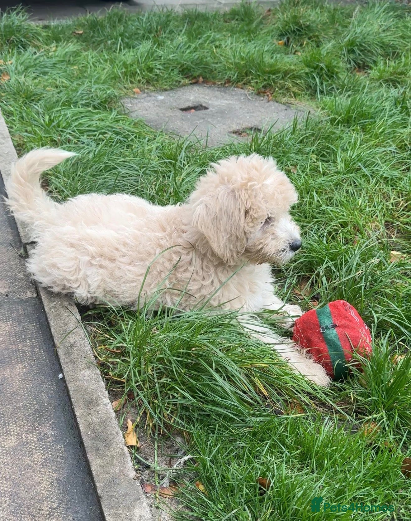 Mini Goldendoodle dogs F1B Mini Goldendoodles – one girl available - Advert 2