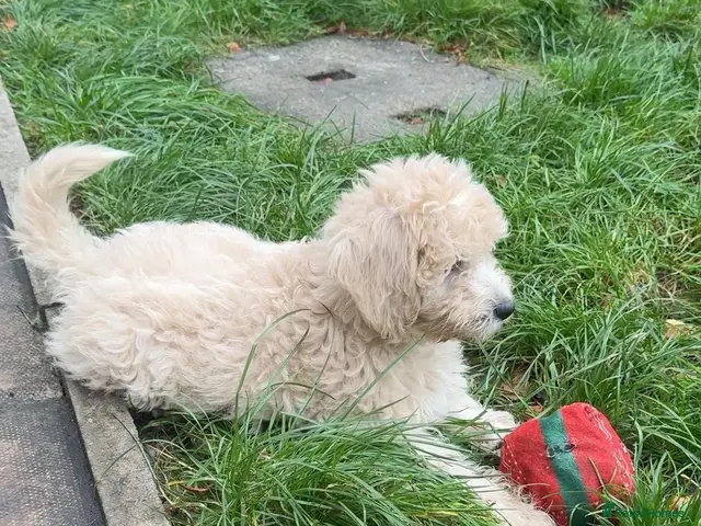 Mini Goldendoodle dogs F1B Mini Goldendoodles – one girl available - Advert 2
