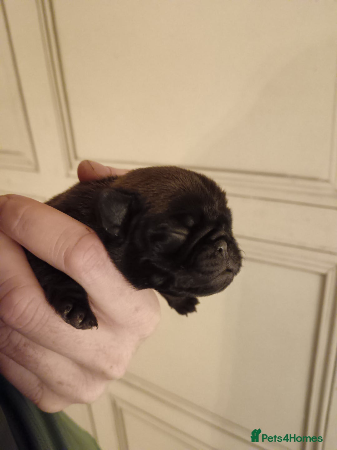 Pug dogs for sale: PEDIGREE PUG PUPPIES  - Advert 4