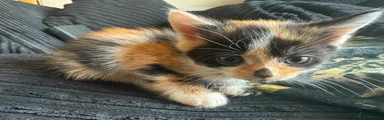 Mixed Breed Kitten 3