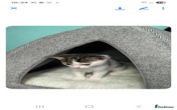 Mixed Breed cats for sale: 2 boys and 2 girls calico cats  - Image 4