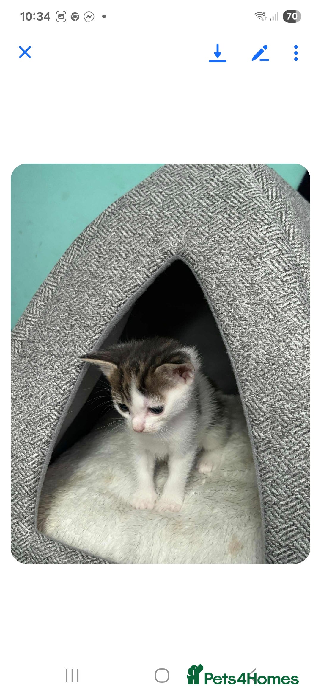 Mixed Breed cats for sale: 2 boys and 2 girls calico cats  - Image 4