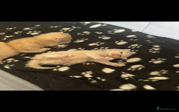 Mixed Breed cats for sale: Beautiful ginger kittens  - Image 6