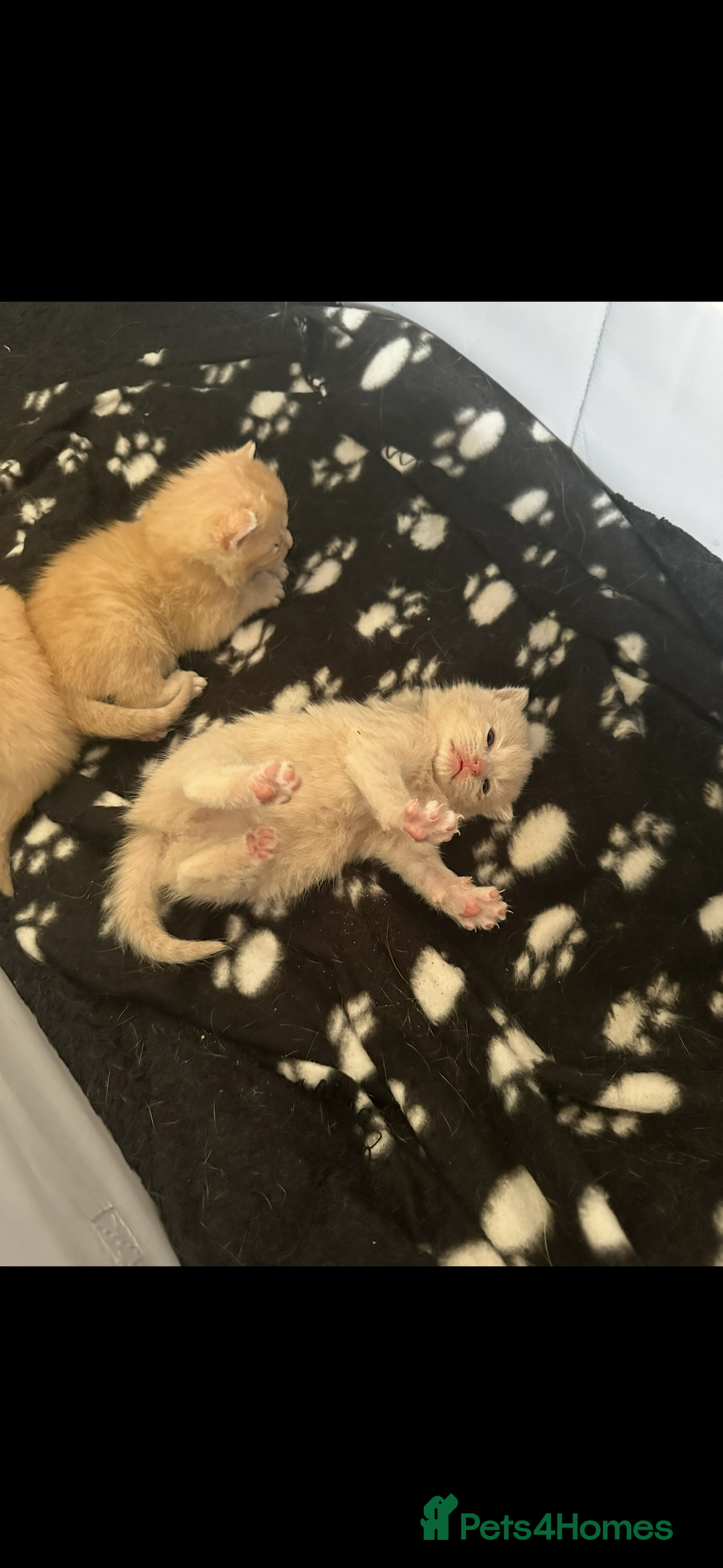 Mixed Breed cats for sale: Beautiful ginger kittens  - Image 6
