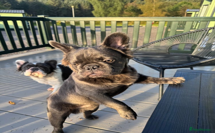 French Bulldog dogs in Edinburgh - Advert 3