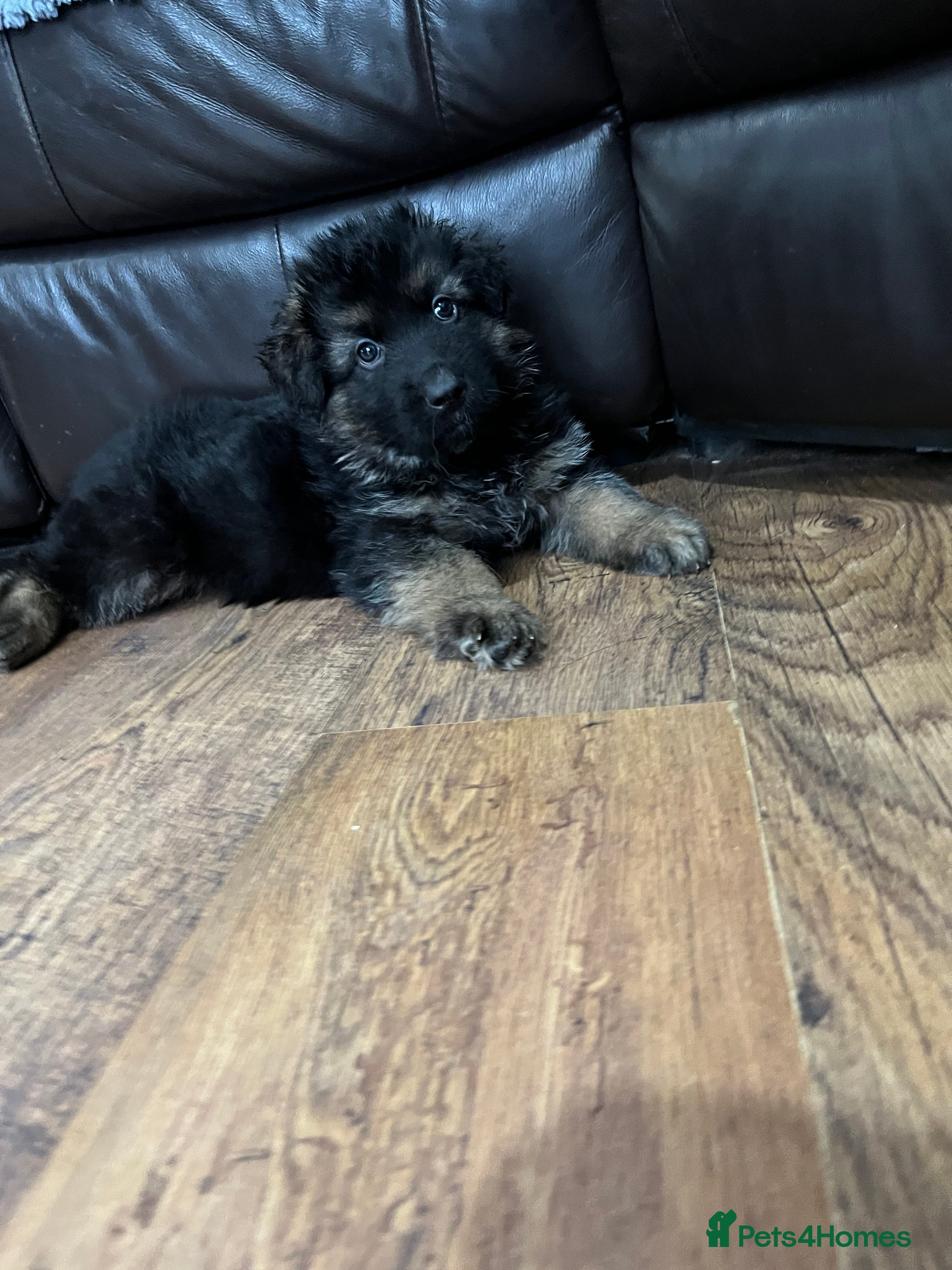 German Shepherd dogs Beautiful German Shepherd Puppies Kc Registered  - Advert 5