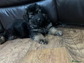 German Shepherd dogs Beautiful German Shepherd Puppies Kc Registered - Advert 5