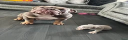 English Bulldog dogs for stud: Mister kylo in Southampton - Advert 5