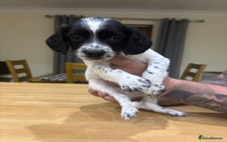 English Springer Spaniel dogs for sale: 🐾 Pedigree English Springer Spaniel Puppies 🐾 - Image 3
