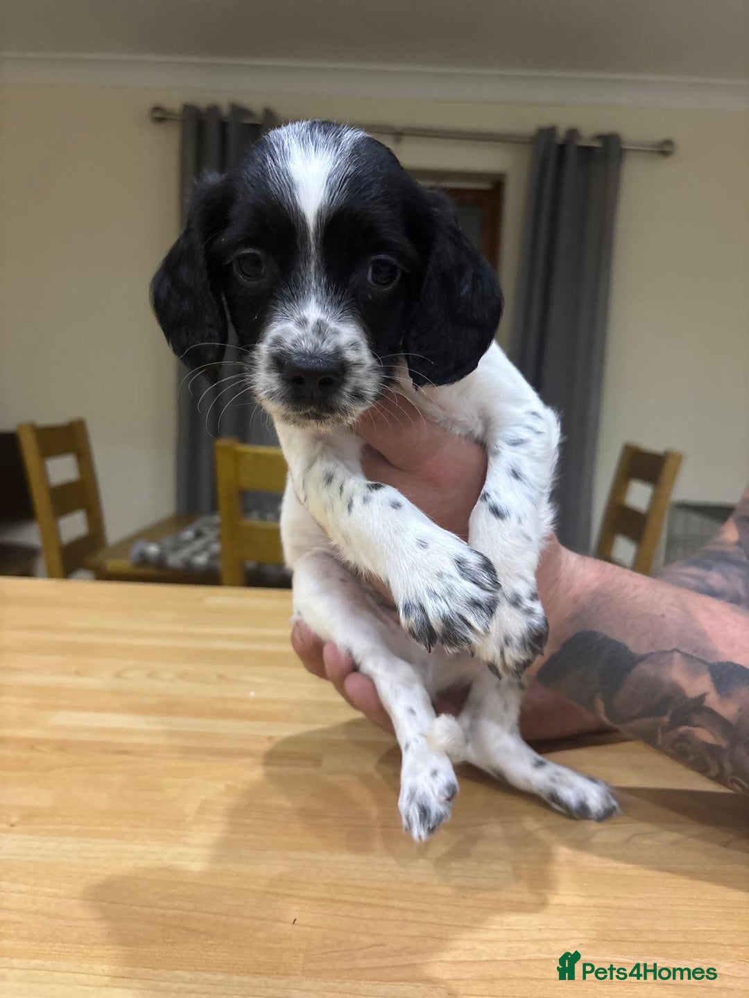 English Springer Spaniel dogs for sale: 🐾 Pedigree English Springer Spaniel Puppies 🐾 - Image 3