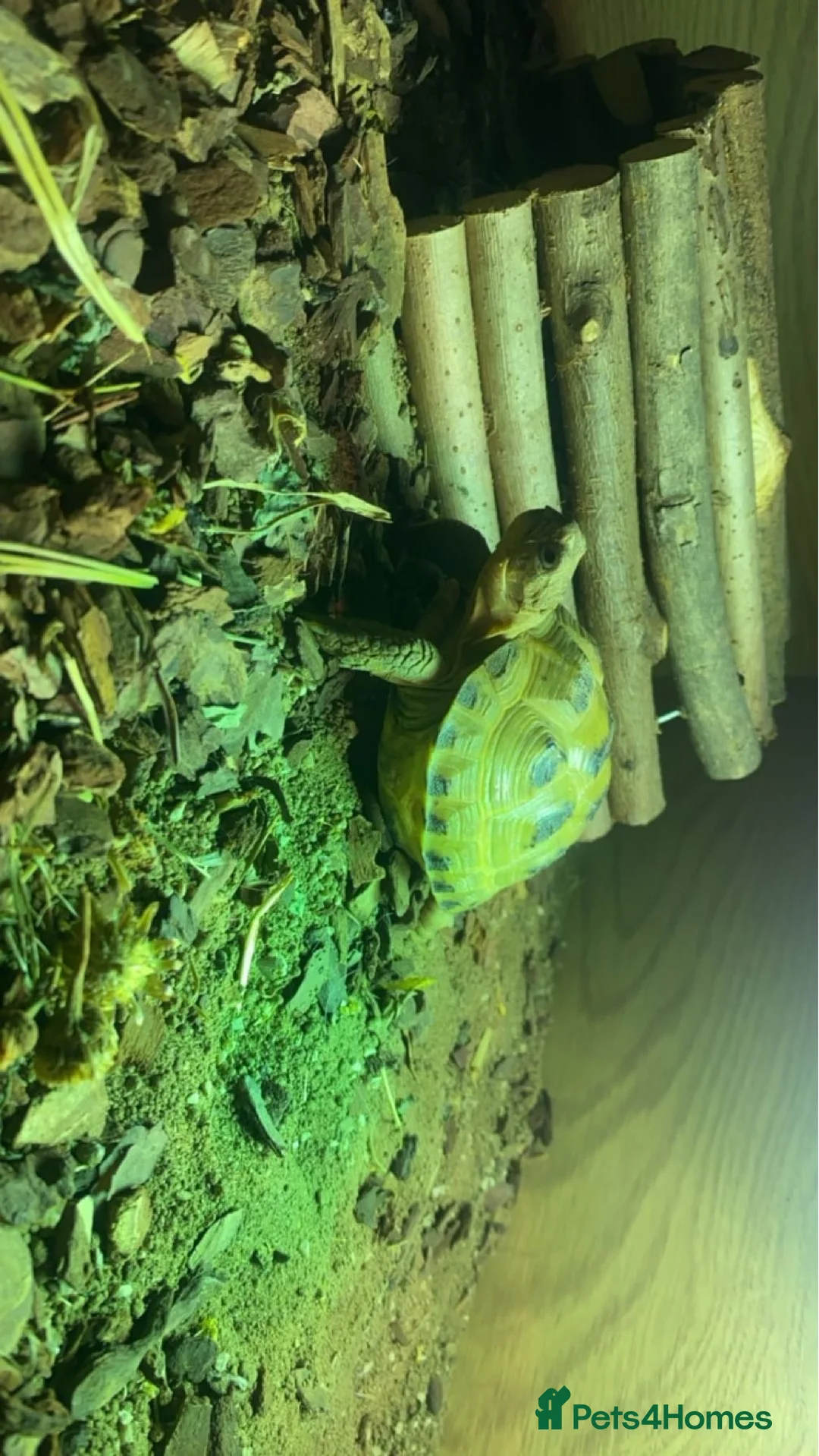 Tortoise reptiles for sale: Beautiful horsefield tortoise  - Advert 1