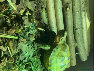 Tortoise reptiles Beautiful horsefield tortoise - Advert 1