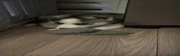 Siberian Husky dogs for sale: Beautiful Siberian husky puppies - Advert 13