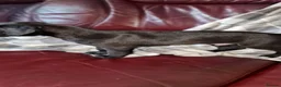 Mixed Breed dogs for sale: Whippet X Lurcher Puppies - Advert 16