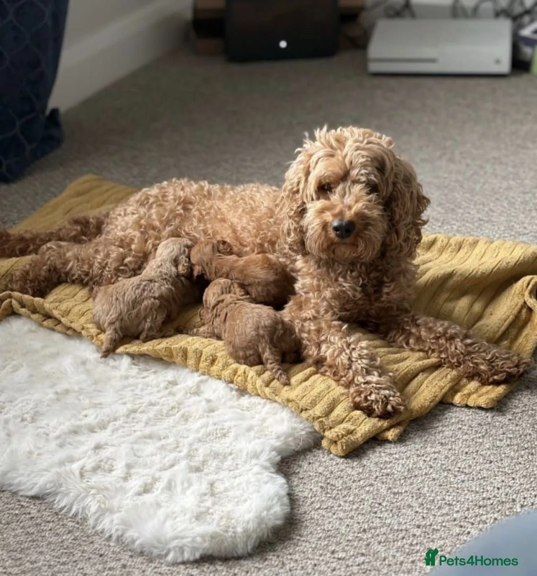 Cavapoo dogs for sale: GORGEOUS RUBY RED CAVAPOO HEALTH TESTED - Advert 4