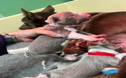 Border Collie dogs for sale: Fully health tested lilac and white kcreg puppies  - Image 16