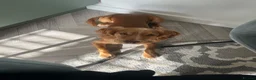 Cocker Spaniel dogs for sale: Cocker spaniel male pup - Advert 5
