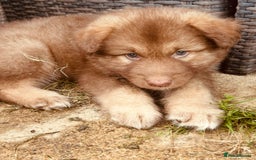 Mixed Breed dogs for sale: Alaskan Shepherd Puppies offers accepted  - Image 24