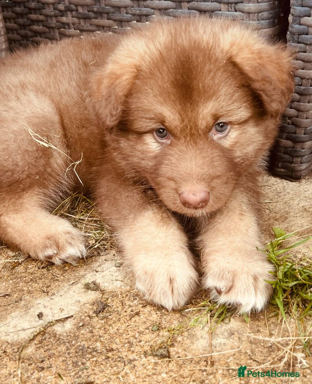 Mixed Breed dogs for sale: Alaskan Shepherd Puppies offers accepted  - Image 24