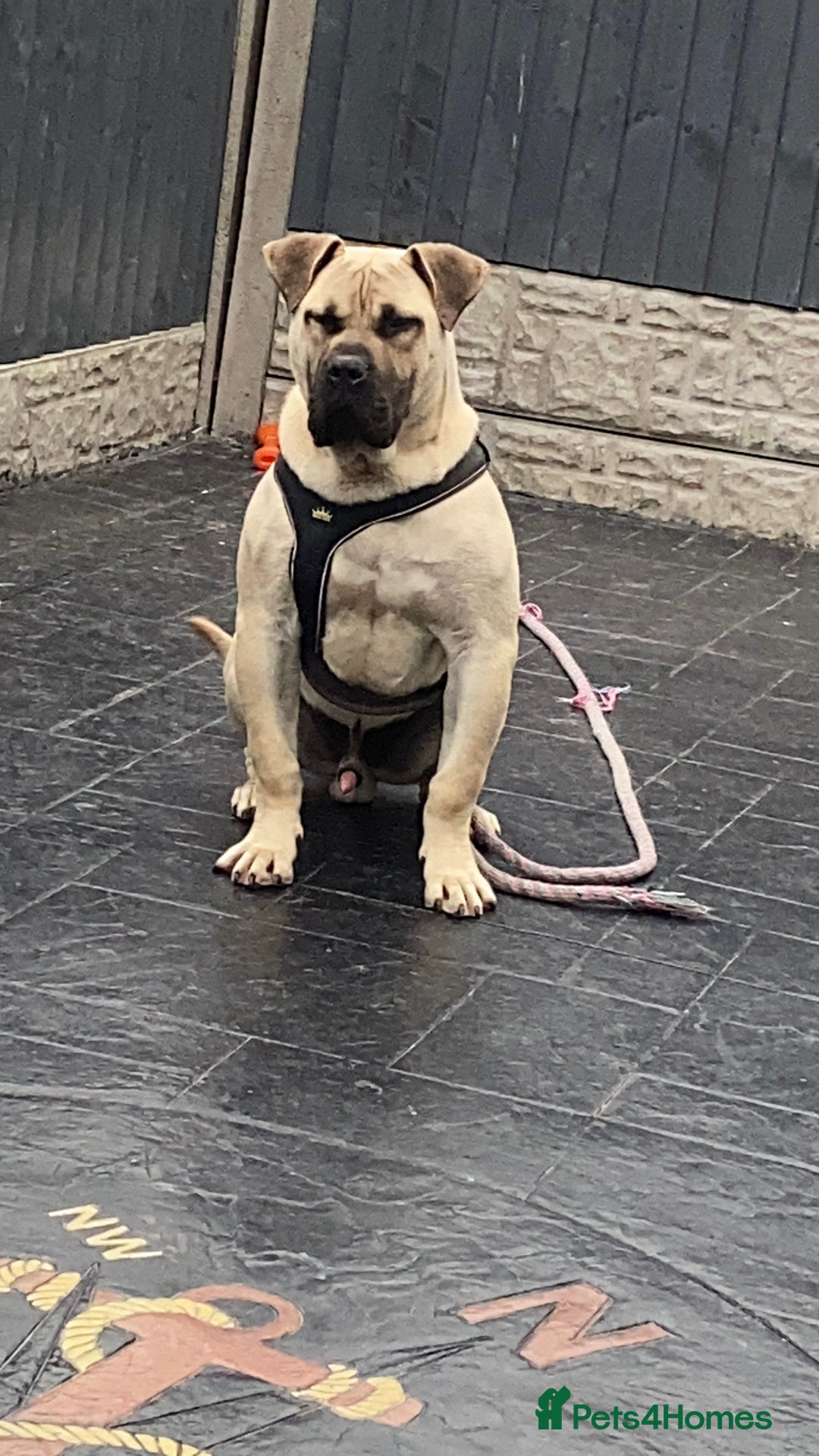 Presa Canario dogs for stud: BRUCE THE TANK AVAILBLE FOR STUD! - Image 3