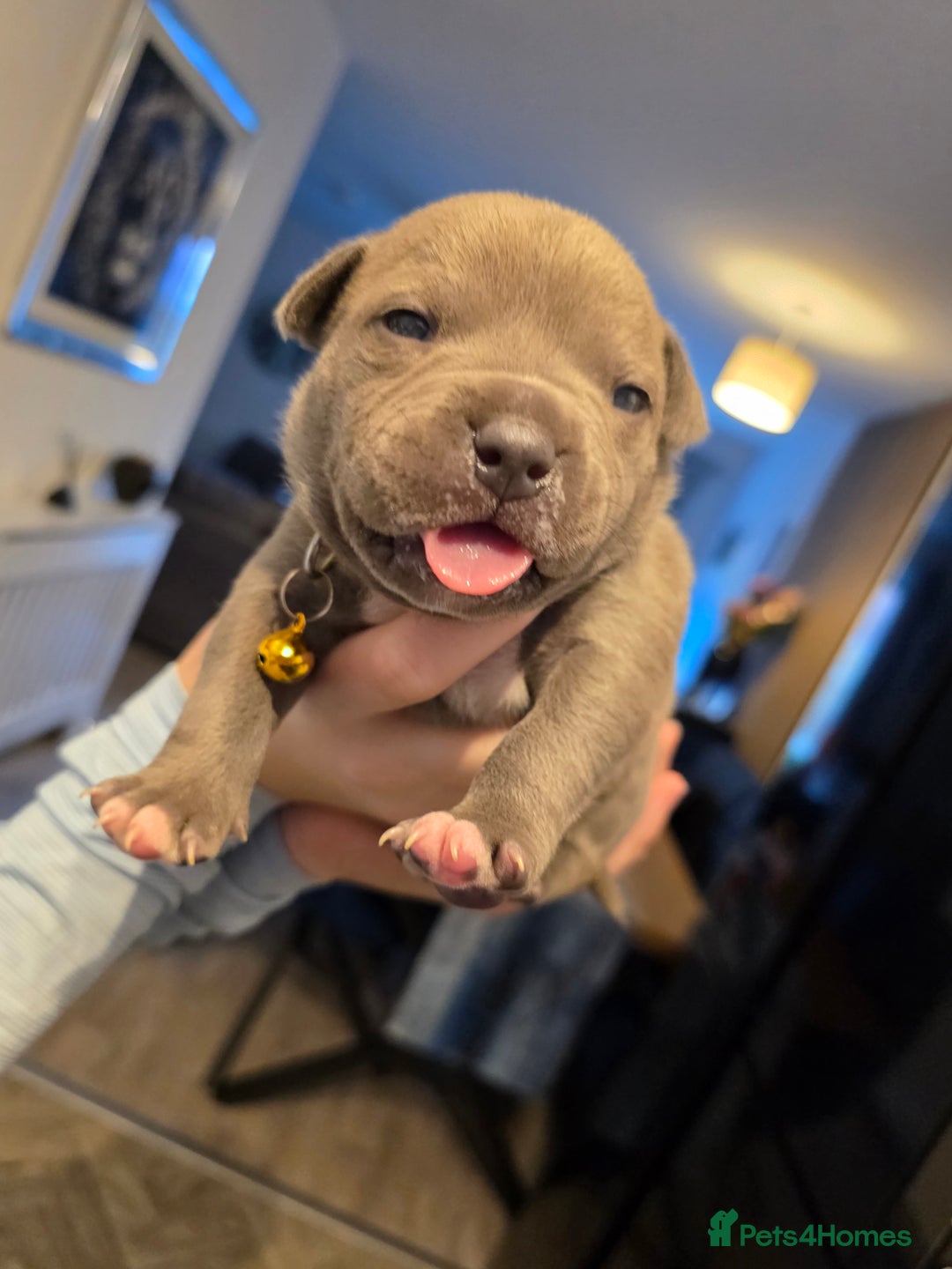 Staffordshire Bull Terrier dogs for sale: BLUE STAFFORDSHIRE BULL TERRIORS - Advert 6