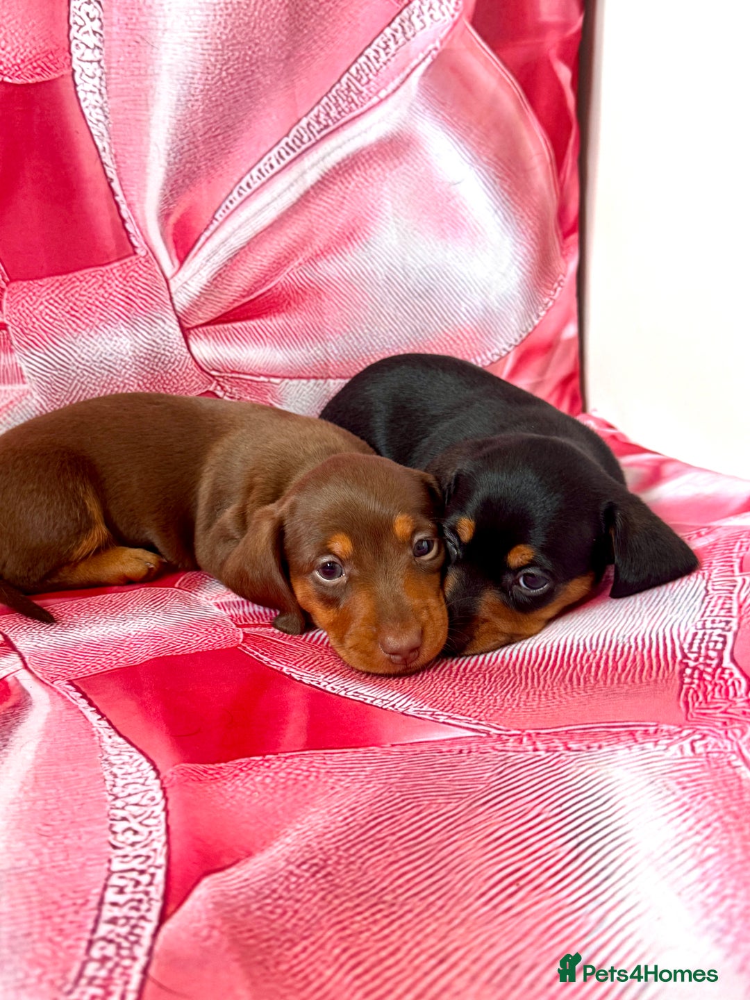 Dachshund dogs for sale: Mini dachshund puppies, PRA clear, health tested - Image 12