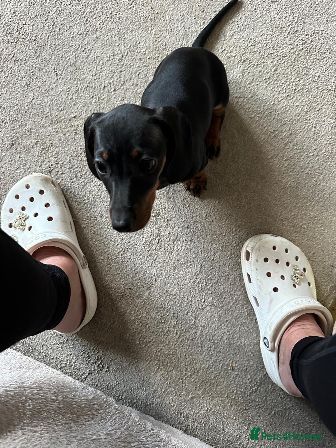 Dachshund dogs for sale: 1 beautiful  girl dachshund puppy available  - Advert 6