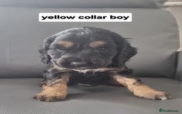 Cocker Spaniel dogs for sale: Show type x working cocker spaniel pups  - Image 8