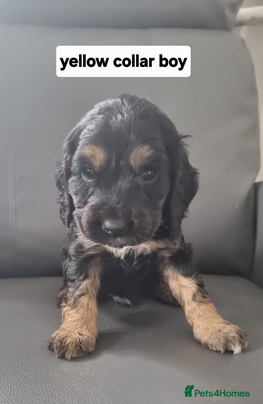 Cocker Spaniel dogs for sale: Show type x working cocker spaniel pups  - Image 8