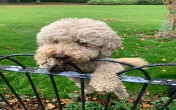 Labradoodle dogs for stud: Proven Extensive DNA health checked Stud in Warrington - Image 31