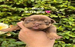 Olde English Bulldogge dogs for sale: RAINBOW OLD ENGLISH LITTER !!! - Image 20