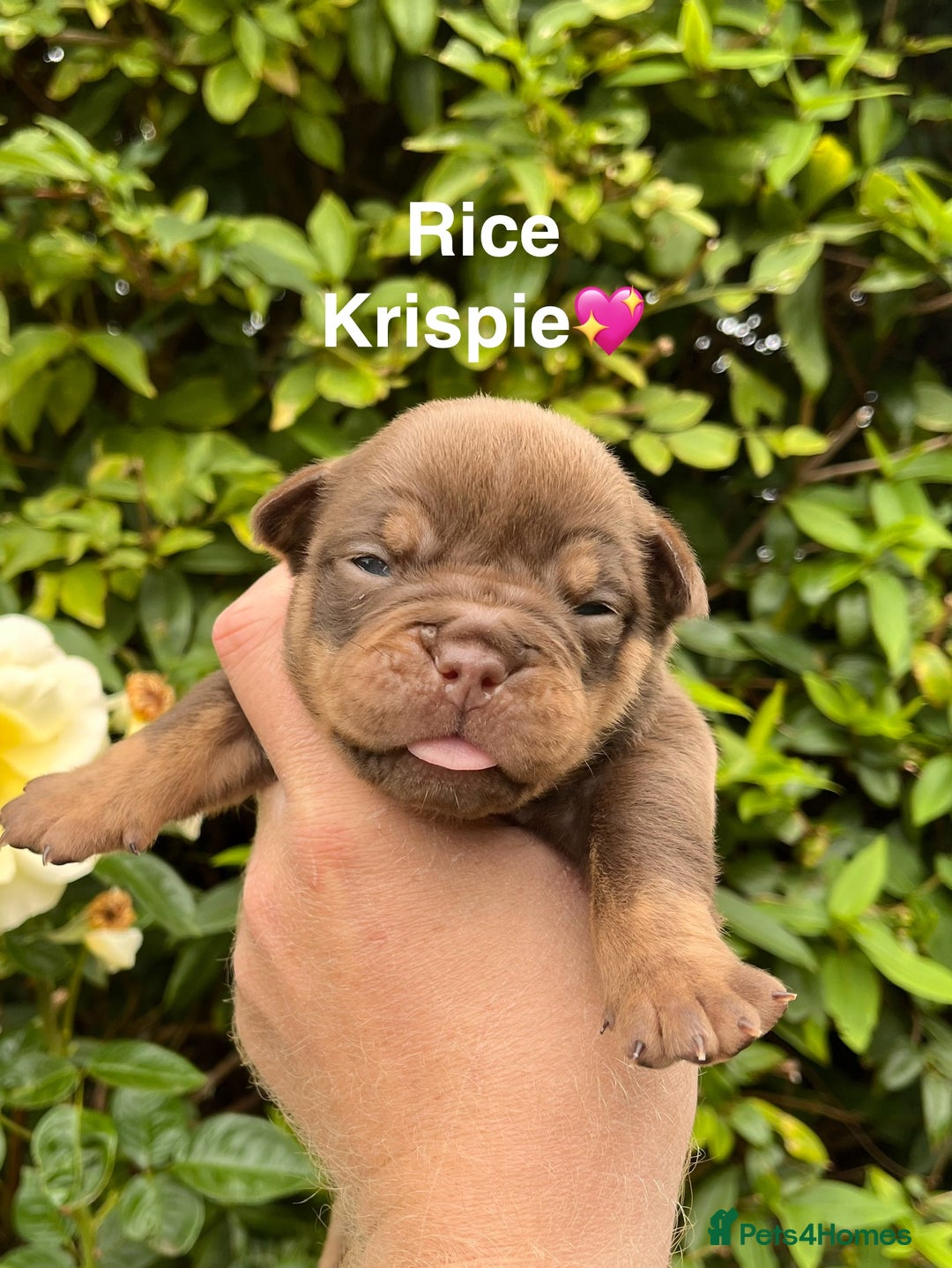 Olde English Bulldogge dogs for sale: RAINBOW OLD ENGLISH LITTER !!! - Image 20
