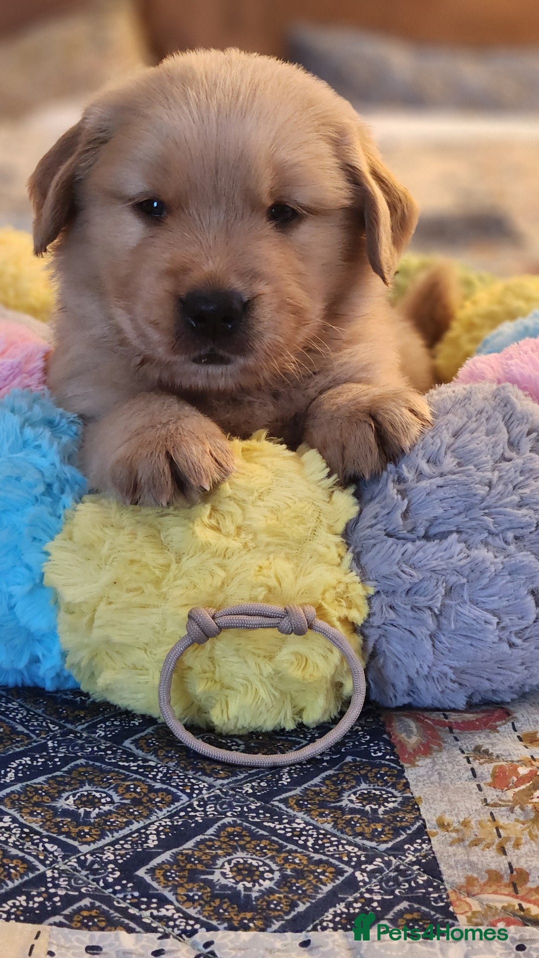 Golden Retriever dogs for sale: Home Coming Golden Retrevier Puppies. - Image 7