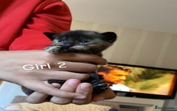 Mixed Breed cats for sale: 6 mixed breed kittens - Image 3