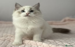 Ragdoll cats for sale: Playful Pedigree Ragdoll Kittens Available - Image 10
