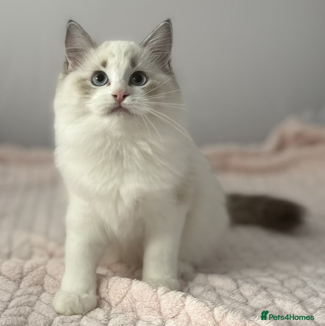 Ragdoll cats for sale: Playful Pedigree Ragdoll Kittens Available - Image 10