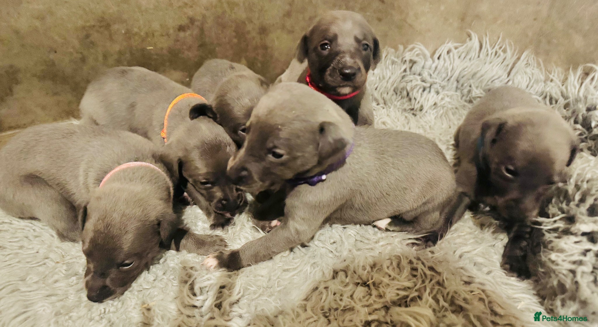 Whippet dogs for sale: 💙 Stunning KC Registered Blue Whippet Puppies  - Advert 4