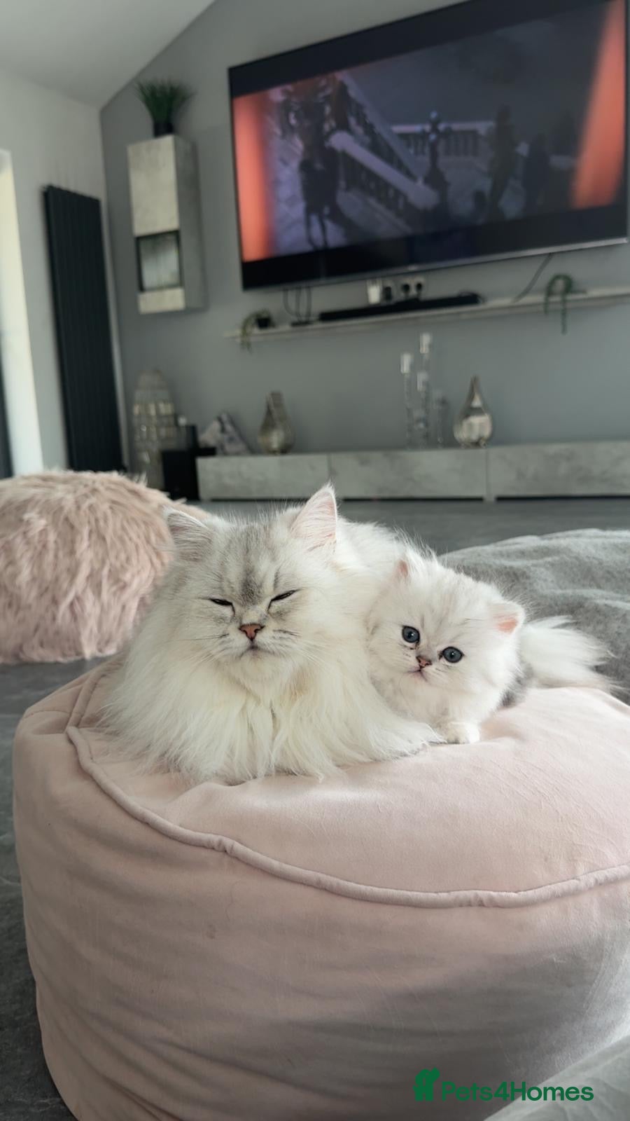 Persian cats Persian Kittens white and silver  - Advert 2