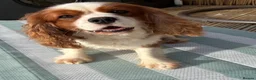 Cavalier King Charles Spaniel dogs for stud: KC Reg Heart/Eye/Health tested for Stud - Advert 4