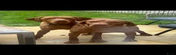 Hungarian Vizsla dogs for sale: Champion KC registered Hungarian Vizsla puppies  - Advert 13