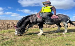 Irish Cob horses for sale: Fantastic first pony - Image 8