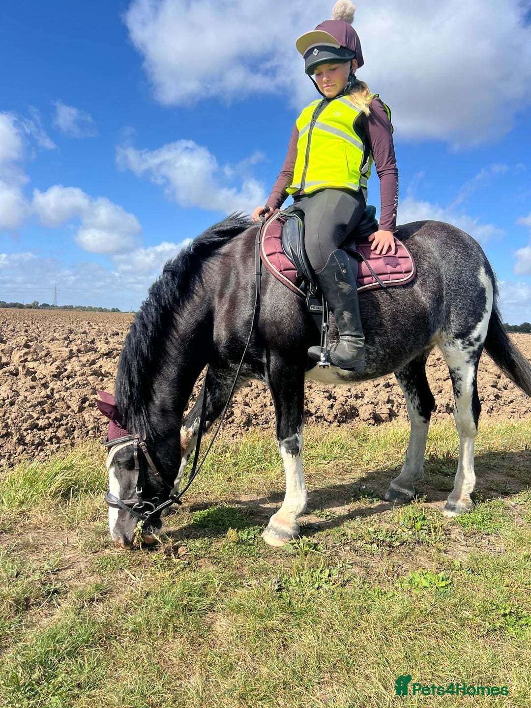 Irish Cob horses for sale: Fantastic first pony - Image 8