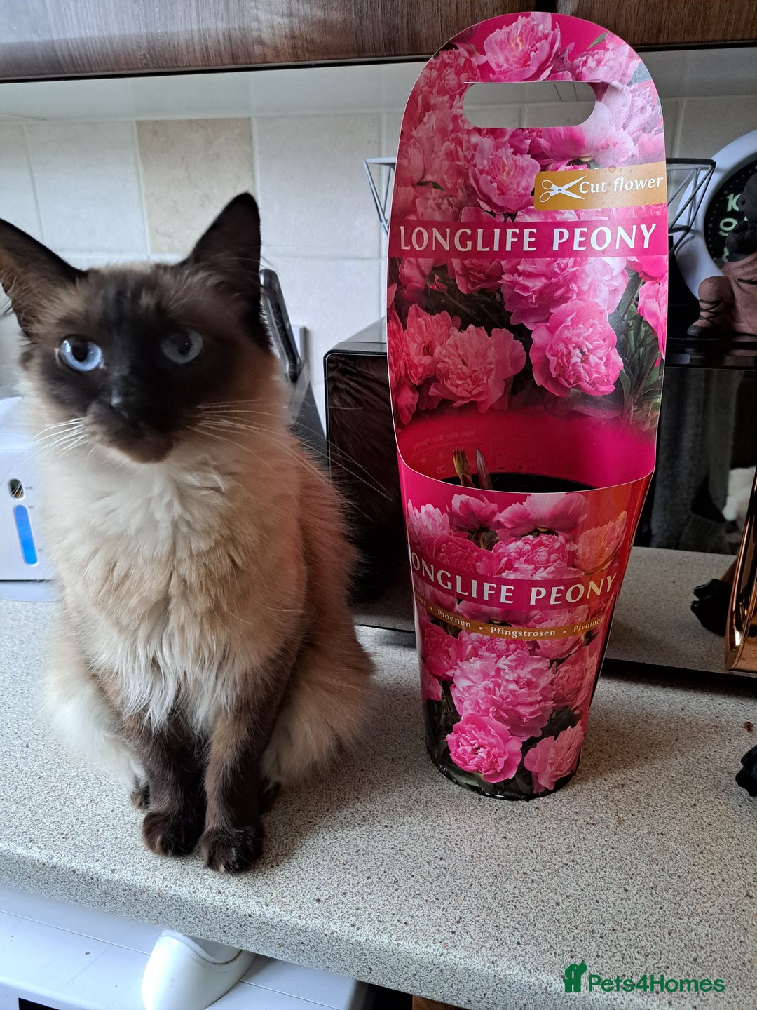 Mixed Breed cats for sale: Balineses x maine coon x Ragdoll  Kittens 💜 - Advert 5